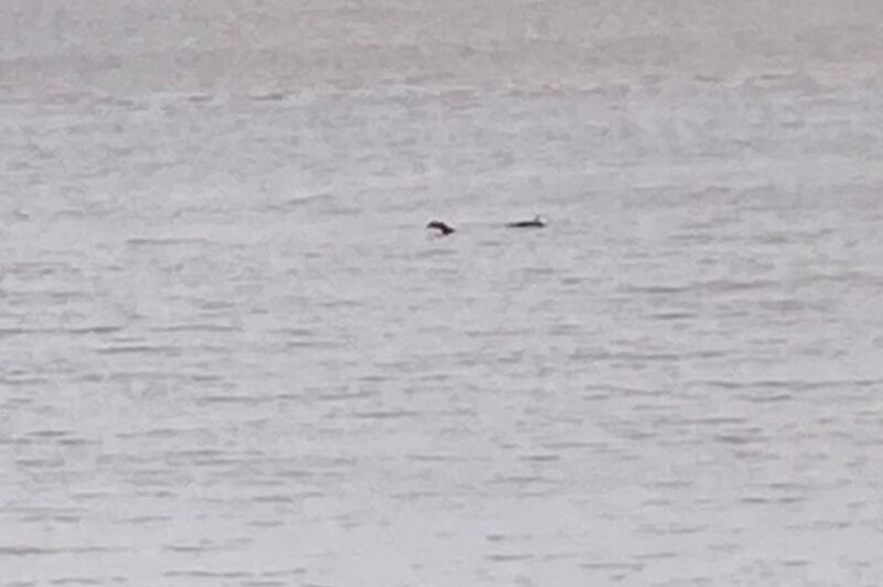 Can the sighting in Clevedon be the famous Loch Ness Monster? Photo: Anna Purse