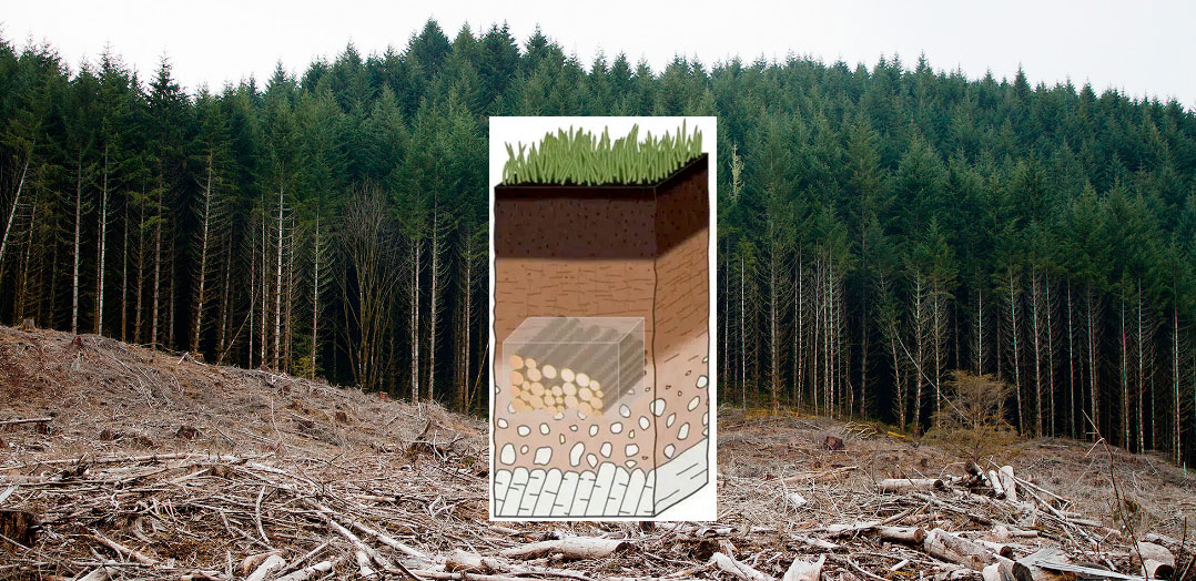 Bill Gates wants to bury trees - for Climate's sake. Photo: carboncredits.com
